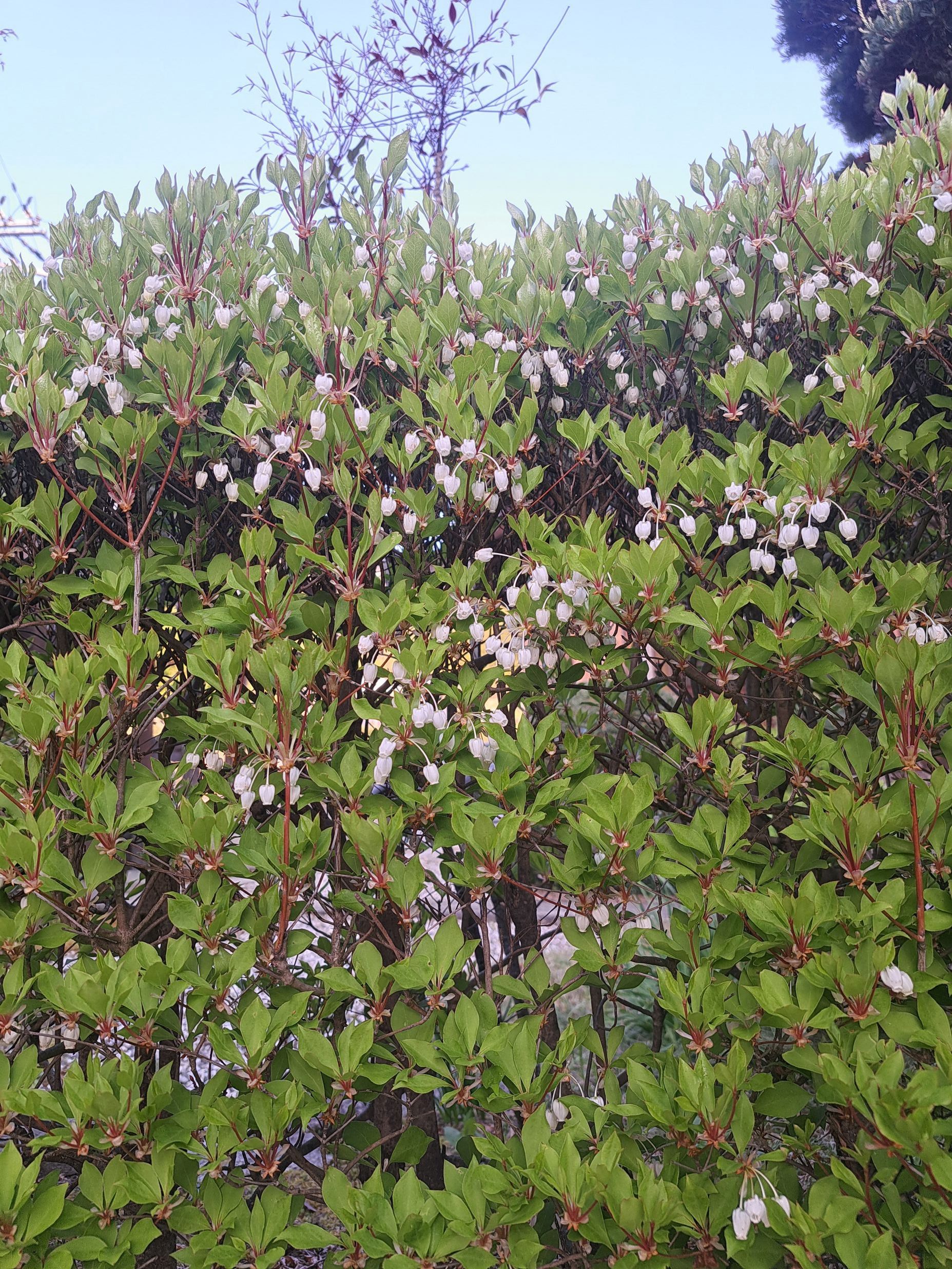 �h�E�_���c�c�W�̉�